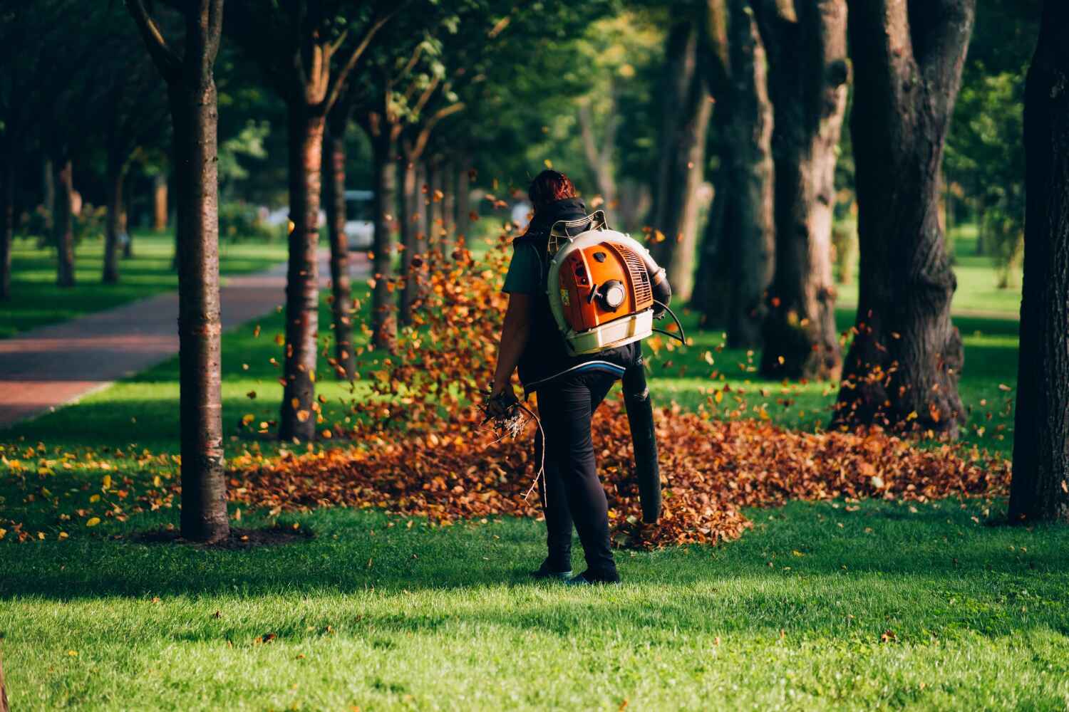 Best Tree Removal Near Me  in Salisbury, NC